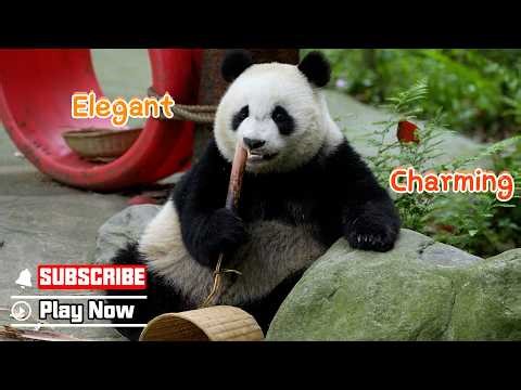 Panda Born With A Beauty Filter | iPanda