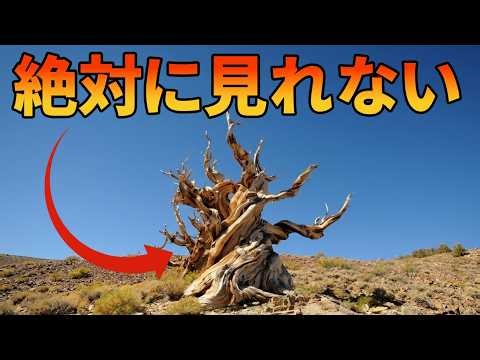 世界で一番古い木を絶対に見つけられない理由【生物解説】
