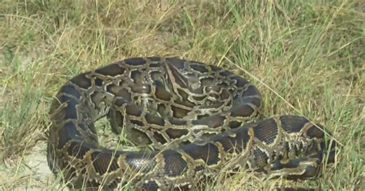 Florida Python Challenge begins today for 2026!