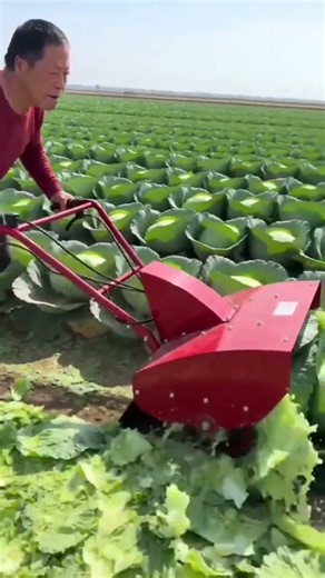 ​🥬🚜 Walk-Behind Motorized Tiller for Cabbage Field Leaf & Weed Clearing