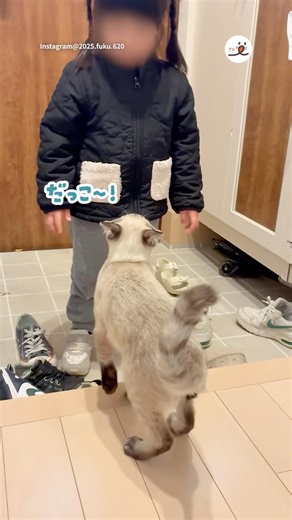 女の子に甘えたい猫｜PECO