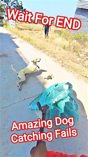 Noob Street Dog Catchers One Punch man #dogwithpublicsafety #shorts #ytviral #pets #dog