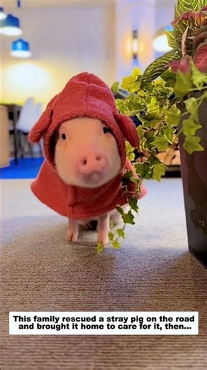 This family rescued a stray pig on the road and brought it home to care for it, then...