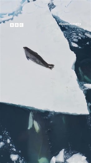 Incredible orca hunt 🤯 This orca pod uses incredible tactics to hunt seals protected by rafts of ice. Only around 100 orcas in the world use this remarkable technique. #Orca #Seal #Nature #DavidAttenborough #Throwback Frozen Planet II: In a fragile world of beauty and hostility, nature finds a way to survive and thrive. Sir David Attenborough explores a planet on the brink of major change. | BBC