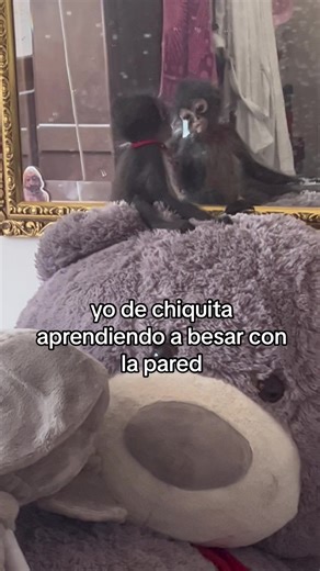 omitir el espejo sucio jajaj #monoaraña #spidermonkey #monkey #lolalamona #chango #espejo