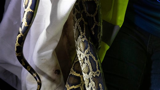 Florida's python hunt coming soon. What to know about the reigning champ
