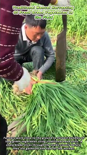 Traditional Manual Harvesting Of Fresh Green Vegetables In the Field
