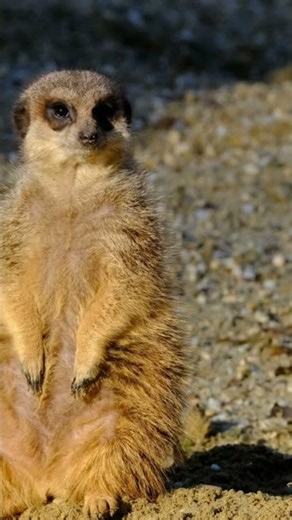 🐾 Amazing Meerkat 🐾 The Cute Little Wildlife Watcher! 🌿 #Shorts#meerkat