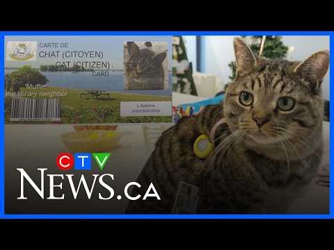 Cat visits the library so often, he now has his own library card