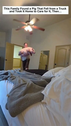 This Family Found a Pig That Fell from a Truck and Took It Home to Care for It, Then…