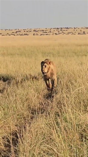 👑 Oloibor Chases His Son Orkijinai Away This Morning