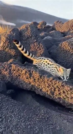 Common Genet vs Common (Grey) Duiker on the a lava-strewn flank of an East African volcano