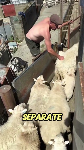 WHY FARMERS SEPERATE SHEEP'S BABY😱 #shorts #shortsfeed #viral