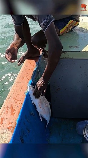 Catching Queen Fish Using Live Bait #fishing #fishingvideo #fishingtime