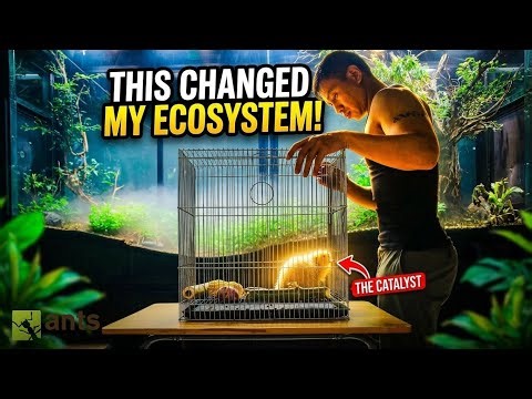 How the Addition of a Bamboo Rat Transformed My Massive Indoor Ecosystem