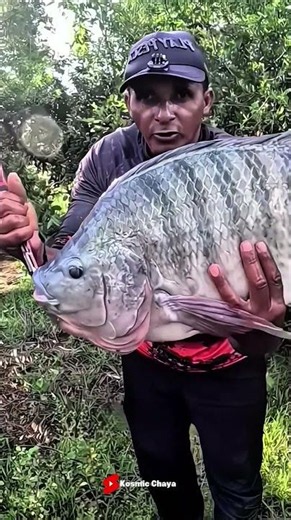 The Truth About Tilapia in Australia