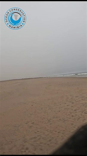 Seal Rescued From Plastic Strap: A Heartwarming Recovery