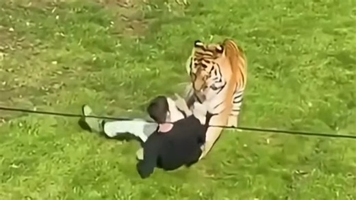 Tiger That Mauled Man to Death at UK Wildlife Park Will Not Be Euthanized