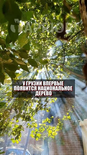 У Грузии впервые появится национальное дерево