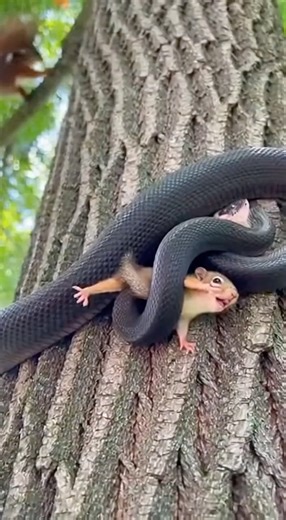 Squirrel Mom Tackles Snake Off Tree to Save Baby! 🐿️🐍 #midair