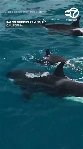 Killer whale named Macho spotted off Los Angeles coast