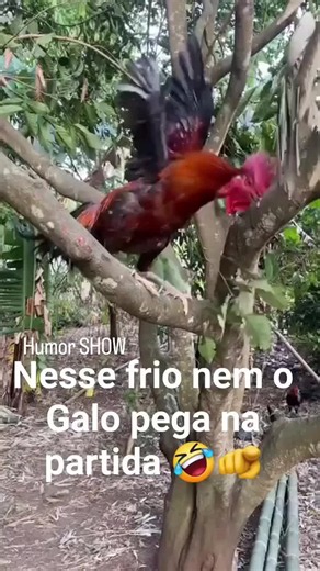 Esse galo tem que pegar no tranco 😂😂 - COS.TV