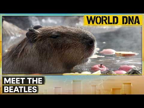 Jerusalem's Biblical Zoo Welcomes First Capybara Births in 10 Years | World DNA