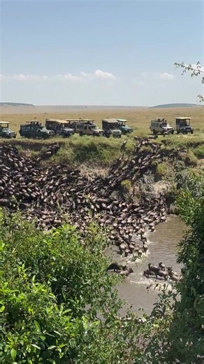 Serengeti Wildebeest Migration at the Mara River Crossing The Mara River crossing is one of the most breathtaking moments of the Serengeti Wildebeest Migration. Driven by instinct, thousands of wildebeest and zebras gather along the riverbanks before making the daring crossing into the unknown in search of fresh grazing. With powerful currents, steep riverbanks, and crocodiles waiting below, every crossing is a dramatic test of survival. No two river crossings are ever the same, making each one 