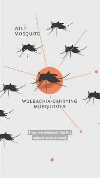 These Brazilian Mosquitoes Battle Diseases