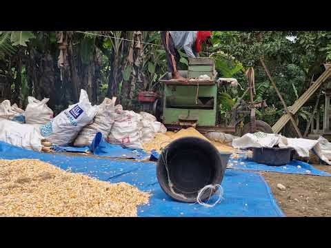 REVOLUTIONARY MODERN MACHINE PROCESS FOR SHELLING CORN FROM COB! - Agriculture farming