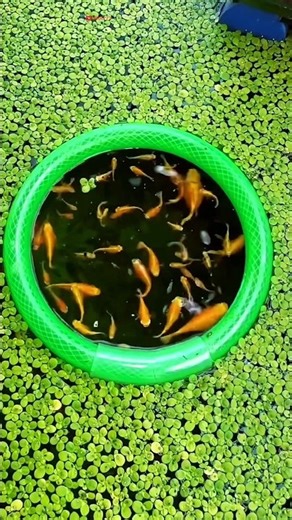 amazing golden fish viral video 🤣 #funny #funnyvideo