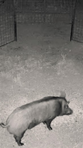 The escape artist (LARGE wild boar hog) strikes again!!! #hogs #trapped #hunting