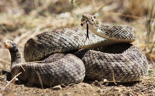 Rapid City officials warn of more rattlesnake encounters this season; three bite calls in a week