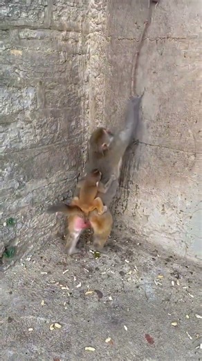 MOM = SUPERHERO 😤🐒🧱💀 | Climbing Wall With Baby