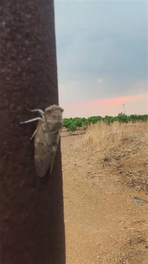 cicada fly dangerous for new plant #agriculture #climatechange #farm #nature