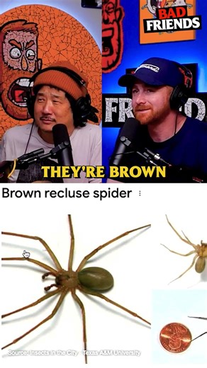Brown Recluses