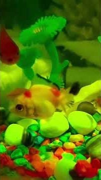Discus & Black Fancy Goldfish #fishingadventures #fish #fishingvideo2025