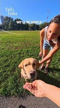 We met a Labrador Retriever walking himself! #Labrador #dog