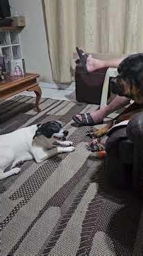 How to Steal a Rottweiler's Toy || ViralHog