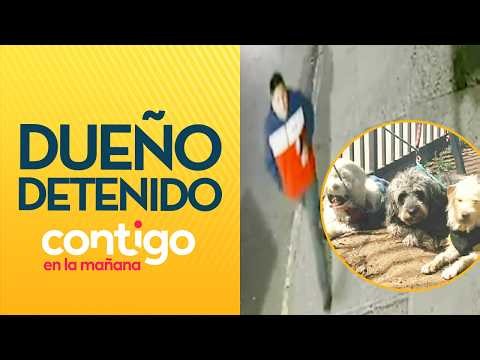 VUELCO en caso de perros abandonados: Dueño QUEDÓ DETENIDO por conducir ebrio - Contigo en la Mañana