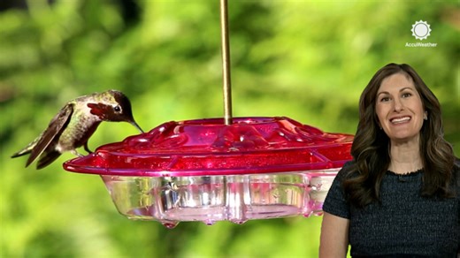Why meteorologists care about hummingbird migration and you should too!