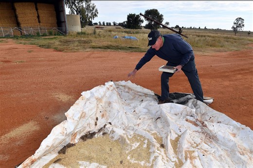 Australian farmers warned of looming mouse plague