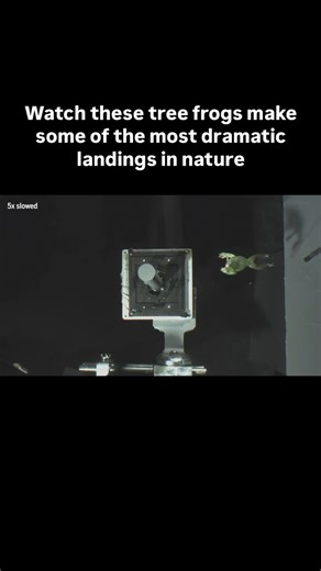When Chinese flying tree frogs (Polypedates dennysi) leap through the forests of China and Southeast Asia, a single missed connection could send them plummeting to a slimy end. Fortunately, they’ve evolved a few lifesaving contortions to grab hold of vertical branches and trunks, according to a study from 2024. Researchers filmed five of the tree frogs making hundreds of jumps in the lab onto poles of various diameters—ranging from dime-size to the width of a toilet paper roll. The amphibians ma