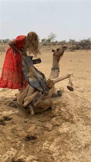 وسط لهيب الصحراء، انشغلت امرأتان بالعناية بالجمل في مشهدٍ لفت أنظار الجميع