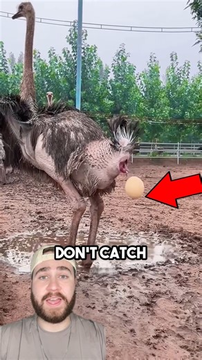David De La Noval on Instagram: "Why Farmers Try to Catch Ostrich Eggs Before They Hit the Ground!"