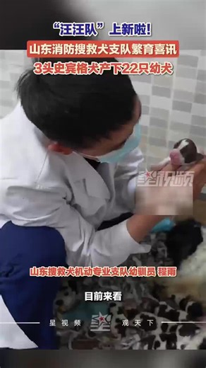 山东消防搜救犬支队繁育喜讯：3头史宾格犬顺利产下22只健康幼犬