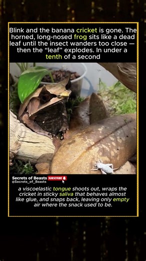 The Cricket Disappearing Trick #wildlife #viral #animals #facts #animalshorts #nature #wow