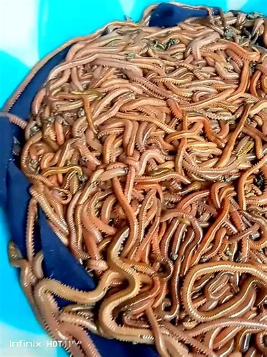CACING LAUT / CACING NAGA LAUT UMPAN GT LELE DAN GALATAMA BAWAL | Lazada Indonesia