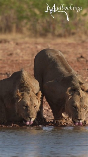 Lions in Etosha National Park, Namibia.