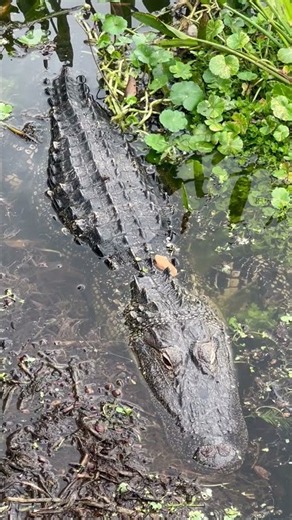 Wild Alligator Resting in Shallow Water